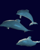 anim176220mobildesign.atw.hu_0090.gif